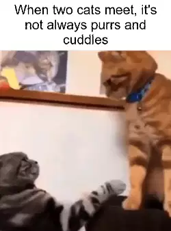 When two cats meet, it's not always purrs and cuddles meme