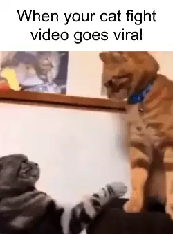 When your cat fight video goes viral meme