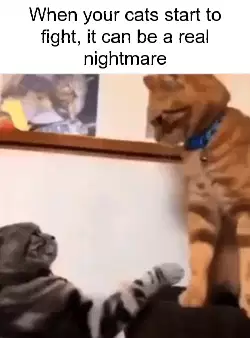 When your cats start to fight, it can be a real nightmare meme