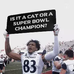 Is it a cat or a Super Bowl champion? meme