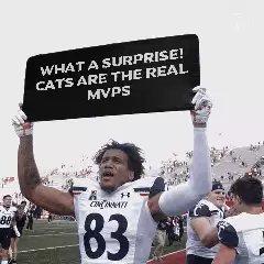 What a surprise! Cats are the real MVPs meme