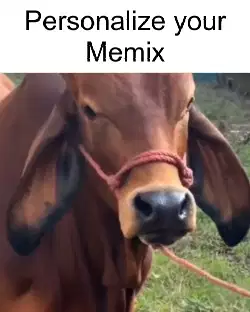 Cow Munches On Food 
