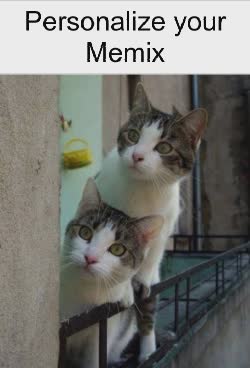 Two Cats Look With Wide Eyes 