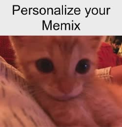 cute-orange-cat-aw