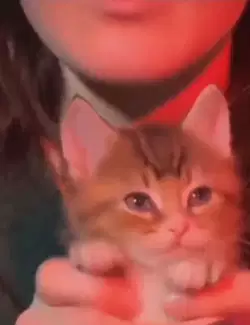 dancing-cat-hold