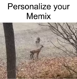 deer-decoy