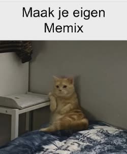 Cat Car Crash Meme, GIF - Share with Memix