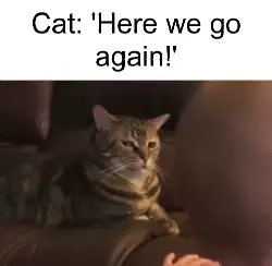 Cat: 'Here we go again!' meme