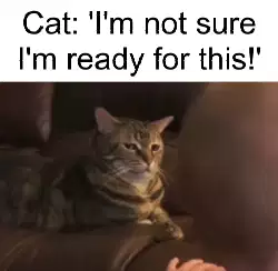 Cat: 'I'm not sure I'm ready for this!' meme