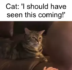 Cat: 'I should have seen this coming!' meme