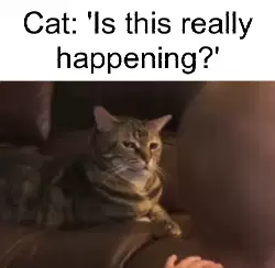 Cat: 'Is this really happening?' meme