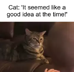 Cat: 'It seemed like a good idea at the time!' meme