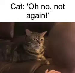 Cat: 'Oh no, not again!' meme