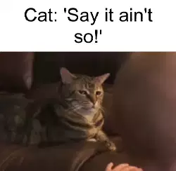 Cat: 'Say it ain't so!' meme