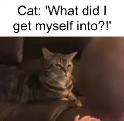 Cat: 'What did I get myself into?!' meme