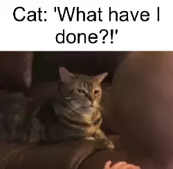 Cat: 'What have I done?!' meme