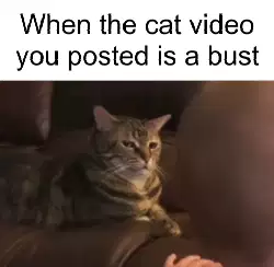 When the cat video you posted is a bust meme