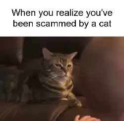 When you realize you've been scammed by a cat meme