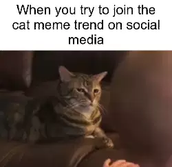 When you try to join the cat meme trend on social media meme