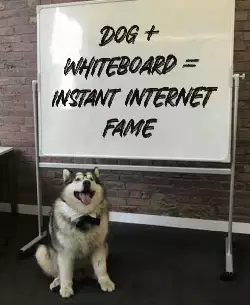 Dog + whiteboard = instant internet fame meme