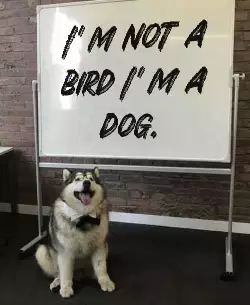 I'm not a bird I'm a dog. meme