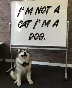 I'm not a cat I'm a dog. meme