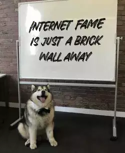Internet fame is just a brick wall away meme
