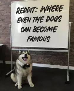 Reddit: Where even the dogs can become famous meme