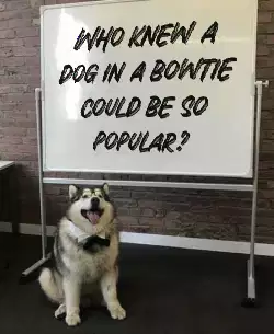 Who knew a dog in a bowtie could be so popular? meme
