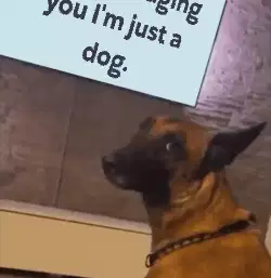 I'm not judging you I'm just a dog. meme