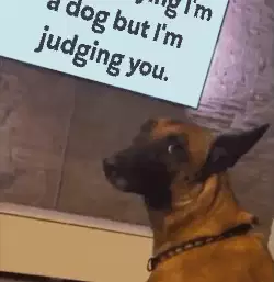 I'm not saying I'm a dog but I'm judging you. meme