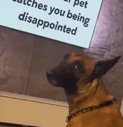 When your pet catches you being disappointed meme