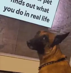 When your pet finds out what you do in real life meme