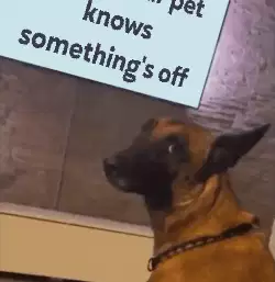 When your pet knows something's off meme