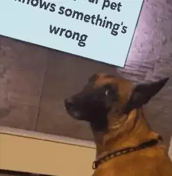 When your pet knows something's wrong meme