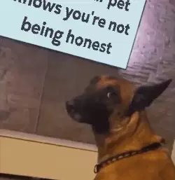 When your pet knows you're not being honest meme