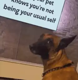 When your pet knows you're not being your usual self meme