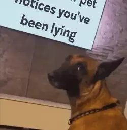 When your pet notices you've been lying meme