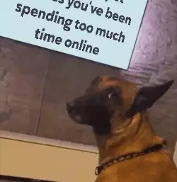 When your pet notices you've been spending too much time online meme