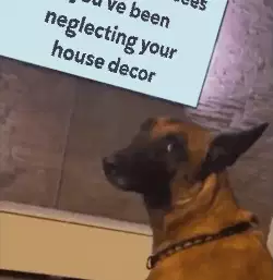 When your pet sees you've been neglecting your house decor meme