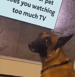 When your pet sees you watching too much TV meme