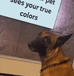 When your pet sees your true colors meme