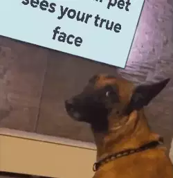 When your pet sees your true face meme