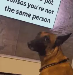 When your pet senses you're not the same person meme