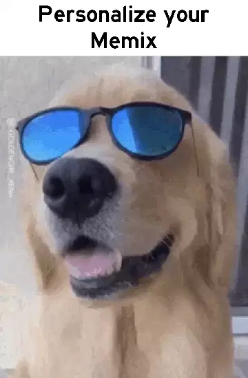 Dog Slides Sun Glasses Onto Eyes 