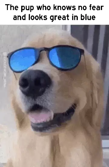 The pup who knows no fear and looks great in blue meme