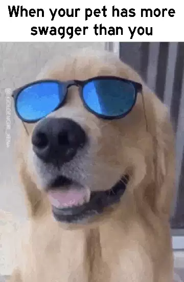 When your pet has more swagger than you meme