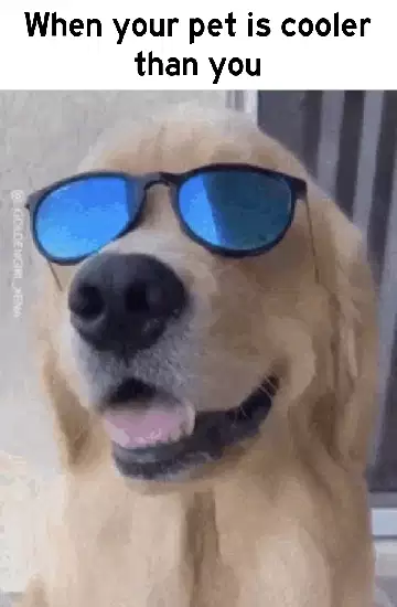 When your pet is cooler than you meme