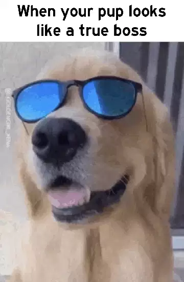 When your pup looks like a true boss meme