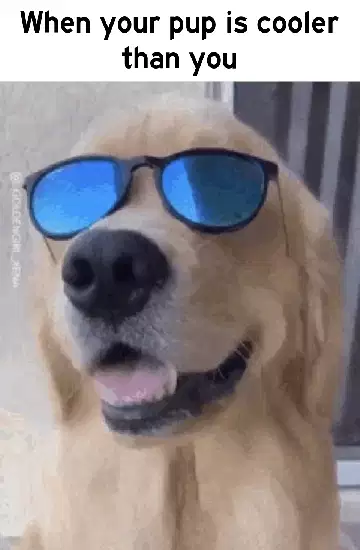 When your pup is cooler than you meme